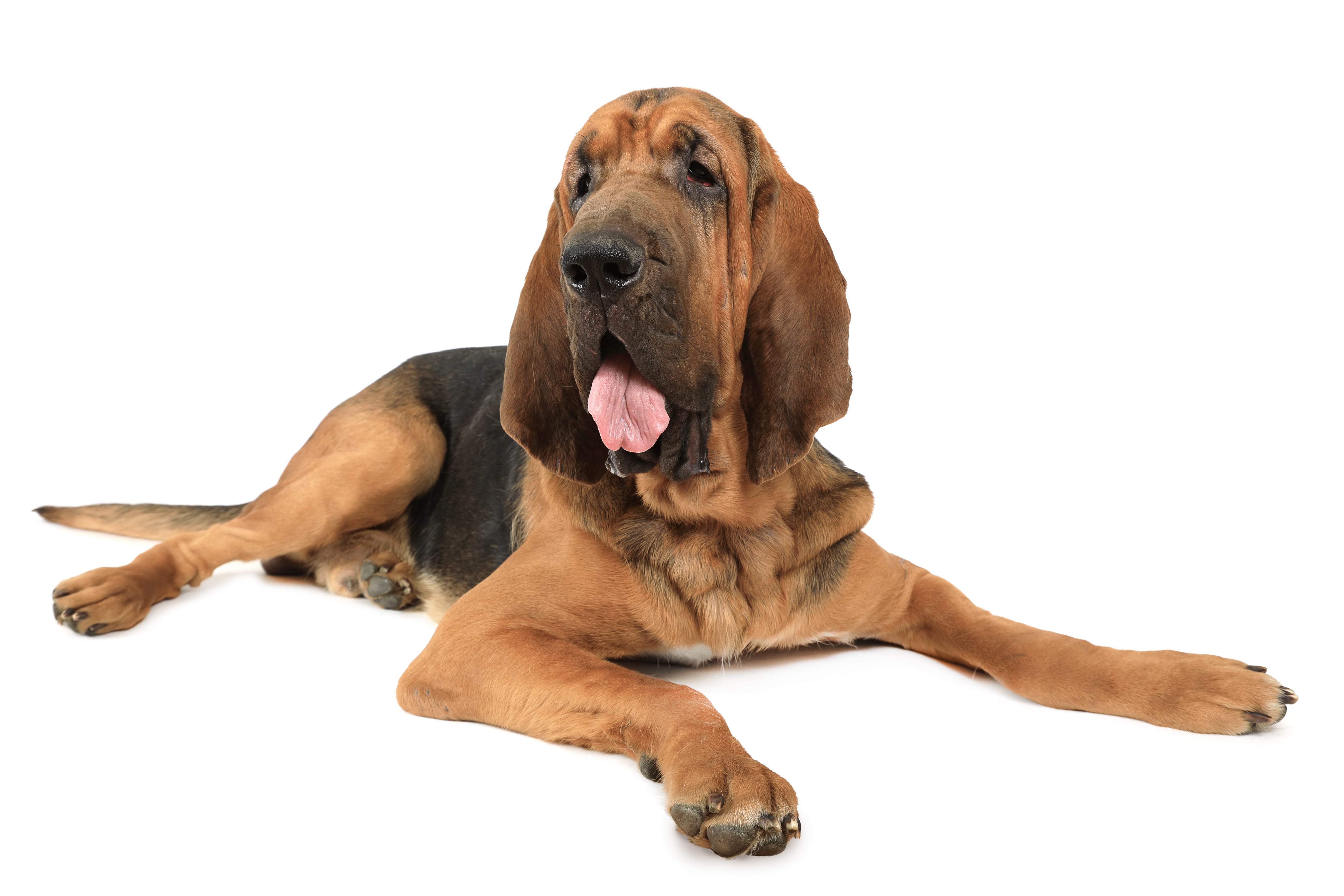 Bloodhounds for Adoption in Lincoln Village, Ohio | Petfinder